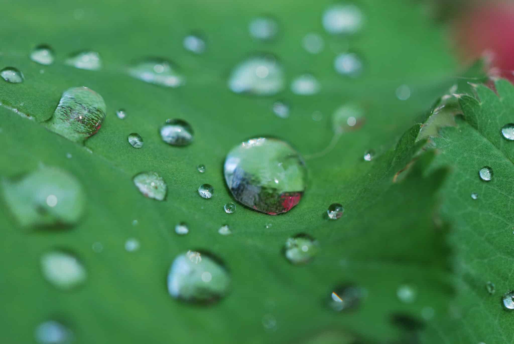 Makroaufnahme von Wassertropfen auf dem Blatt einer Pflanze mit Lotuseffekt. (c) Elena Gürteler