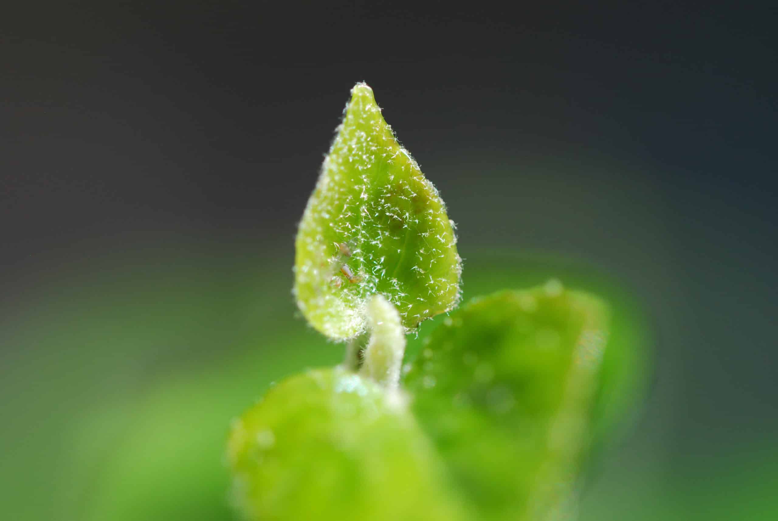 Makroaufnahme eines jungen Blattes. Blattläuse krabbeln durch feine Härchen. (c) Elena Gürteler